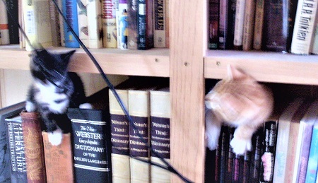 Bookshelf cats s.jpg